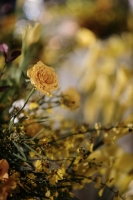 Ginkgo-Theme_0015